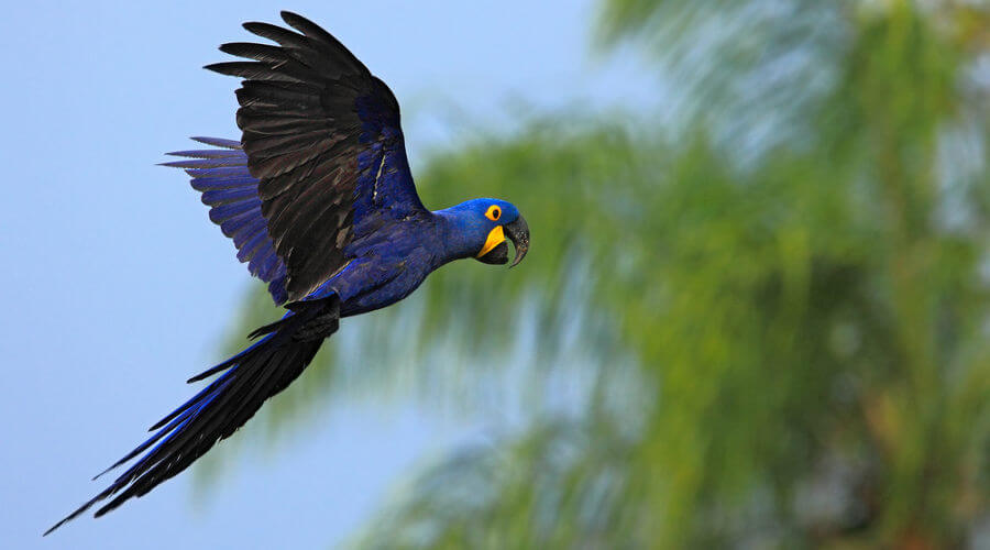 A arara-azul é um exemplo de ave que não é considerada um pássaro.